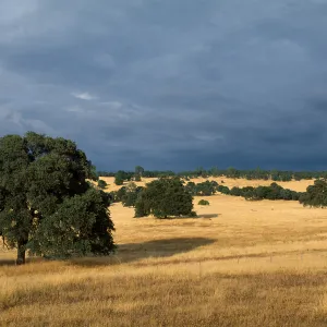 Foothill Savannah/Woodland, Quercus douglasii, Tuolumne County