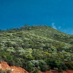 Chaparral, Adenostoma, Arctostaphylos (Manzanita), Heteromeles (Toyon), Big Oak Flat, Sierra Nevada foothills