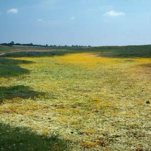 Vernal pool, Lasthenia, Navarretia, lava plateau, N. of Oroville, Butte County
