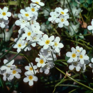 Plagiobothrys, vernal pool, volcanic plateau, Mead Ranch, Atlas Peak Rd.