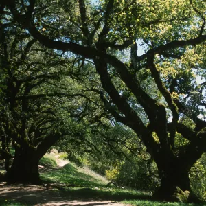 Quercus chrysolepis, Skyline Blvd., San Mateo County