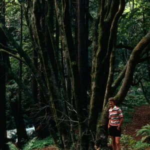 Umbellularia californica, multiple trunks