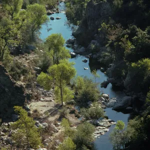 Riparian woodland,, Populus fremontii Platanus, Salix (Willow), Arroyo Seco, Monterey County