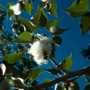 Populus trichocarpa, Convict Lake, Sierra Nevada, Mono County