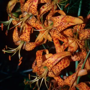 Lilium humboldtii ssp. ocellatum