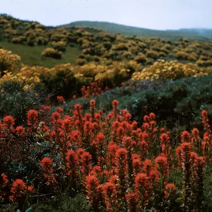 Castilleja foliolosa , Middle Anacapa Island