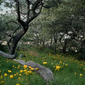 Torrey Pines & Coreopsis scenic, Torrey Pines State Reserve, San Diego County