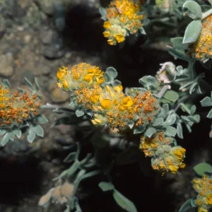 Lotus argophyllus var. niveus