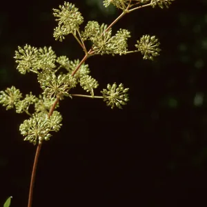 Aralia californica