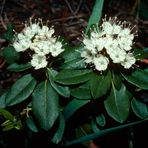 Ledum glandulosum