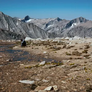 Snowmelt seep, Ranunculus, Carex, W. of Longley Pass, Kings Canyon National Park, Tulare County