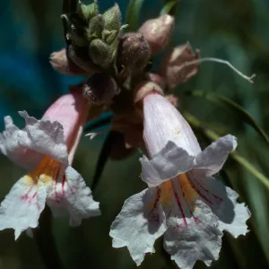 Chilopsis linearis, Box Canyon, E. of Mecca, Riverside County, Feb., 1977