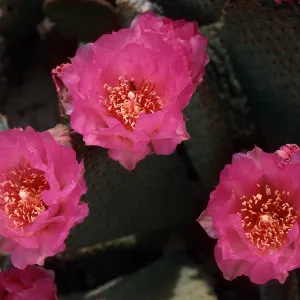 Opuntia basilaris, Last Chance Mountains, Inyo County, May, 1987