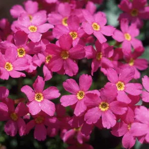 Primula suffrautescens, Lakes Basin, Plumas County