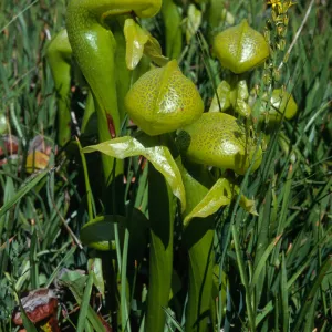 Darlingtonia californica, Butterfly Valley