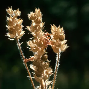 Stachys, Valentine Camp