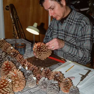 Bob Haller working with pine cones