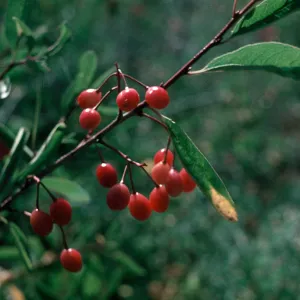 Prunus emarginata, Valentine Camp