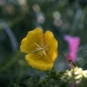 Calochortus weedii var. vestus 