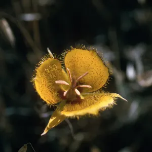 Calochortus weedii var. vestus 