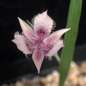 Calochortus tolmiei, cult.