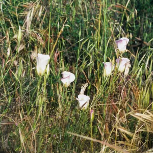 Calochortus venustus
