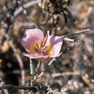 Calochortus plummerae, Angelus Oaks, San Bernardino, CA