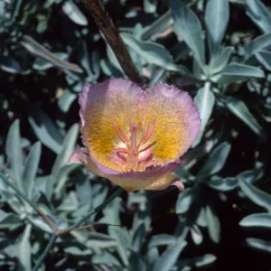 Calochortus plummerae, Lookout Mtn Trail, Angeles National Forest