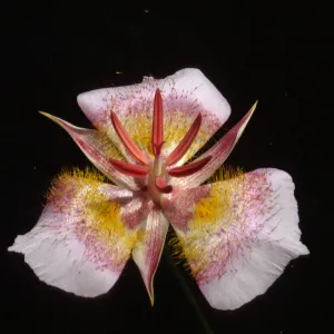 Calochortus plummerae, Bichota Canyon, Angelss National Forest