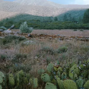 Calochortus Palmeri Habitat, also Allium parryi, Garner Valley, Angeles National Forest