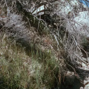 Calochortus Palmeri Habitat