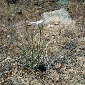 Calochortus invenustus, Pacifico Mountain, Angeles National Forest