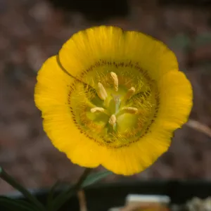 Calochortus luteus