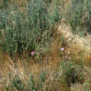 Calochortus palmeri var. munzii Habitat Hwy 74, Mile 60