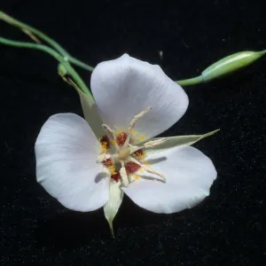 Calochortus palmeri var. munzii, Hwy 74, Mile 70