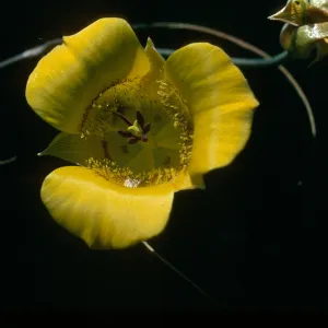 Calochortus clavatus