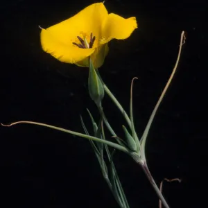 Calochortus Clavatus Var. Gracilis; Look Out Mountain Trail; Angeles National Forest; Los Angeles County