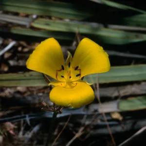 Calochortus clavatus var. gracilis; Look Out Mountain Trail; Angeles National Forest; Los Angeles County