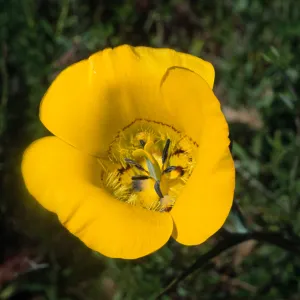 Calochortus clavatus var. gracilis