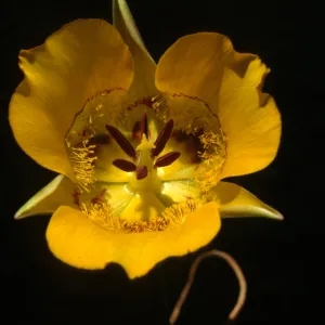 Calochortus clavatus Ssp. recurvifolius 