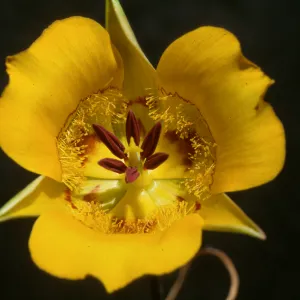 Calochortus clavatus var. gracilis