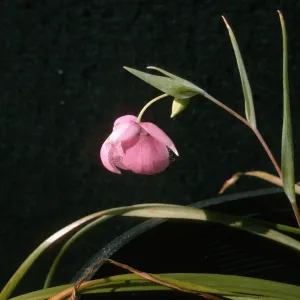 Calochortus amoenus