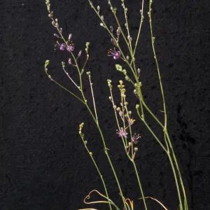 Chlorogalum purpureum Var. purpureum, cult. 