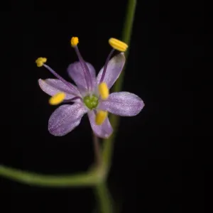 Chlorogalum purpureum var. reductum, cultivar