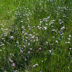 Sisyrinchium bellum , UCI, Orange County