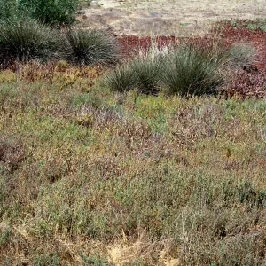 Juncus acutus ssp. leopoldii, Los Penasquitos Lagoon, North of Old Sorrento Valley Road, south of Carmel VAlley Rd. City of San Diego, San Diego County