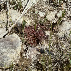 Azolla mexicana, Baja Calif., Mexico
