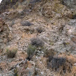 Ephedra funerea, Mojave Desert, MCAGCC, Lavic Lake Training Area, San Bernardino County