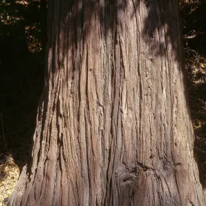Calocedrus decurrens, San Bernardino Mountains, San Bernardino County