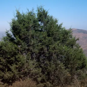 Cupressus forbesii, Otay Mountains, San Diego County